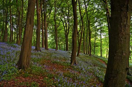 cc-flickr-bluebellwood.jpg