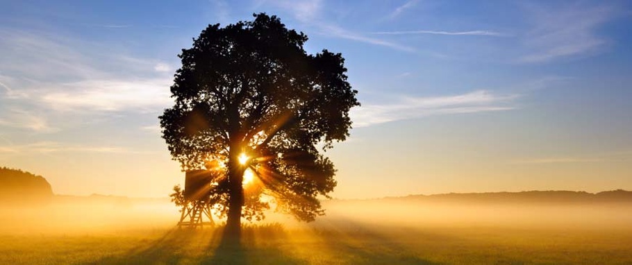 beautiful oak tree photography